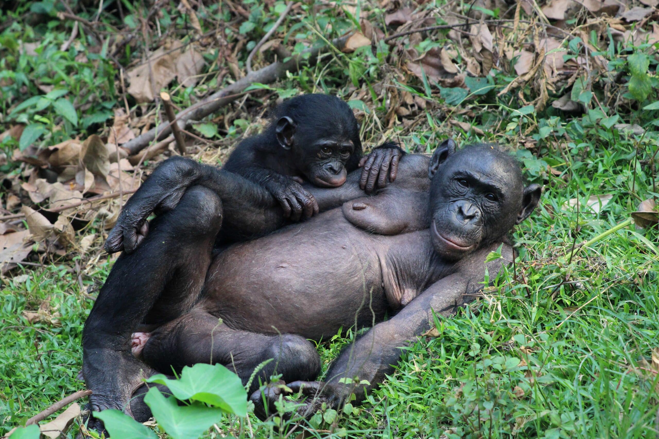 Los bonobos y el lenguaje humano: según Science los humanos no somos tan especiales