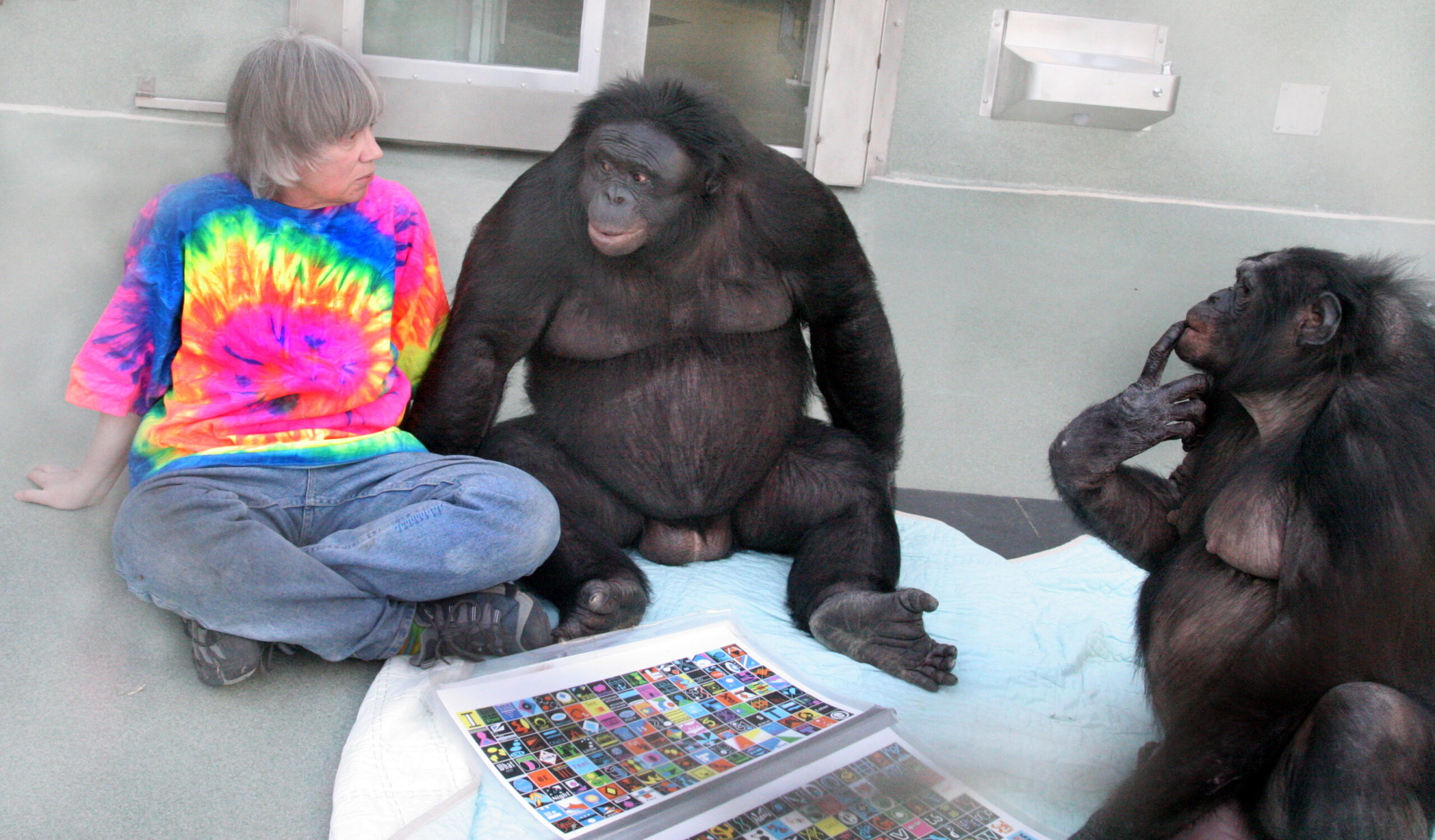 Bonobos and Human Language: According to Science, We’re Not That Special