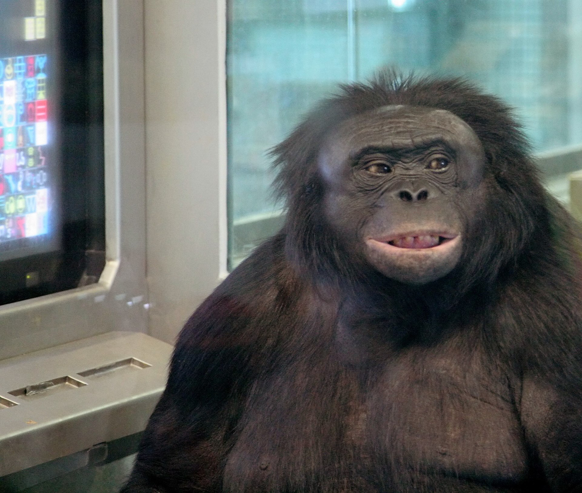 Kanzi, el bonobo que vocalizaba para comunicarse con humanos