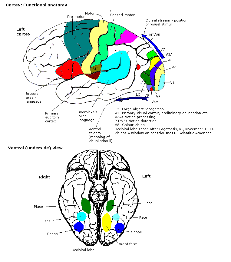 Localización funcional estimada actual del cerebro humano. El conocimiento obtenido a partir de imágenes cerebrales funcionales ha relacionado varias partes anatómicas del cerebro con sus funciones.